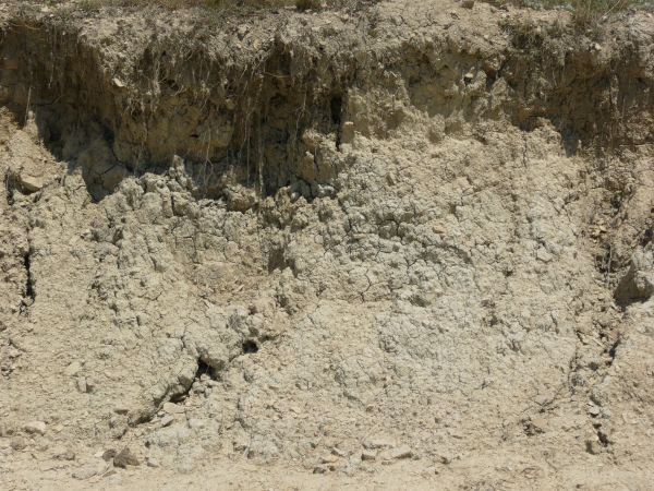 Texture of whitish-grey bumpy dirt wall with cracking from dryness and patches of brown plant roots.